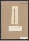 Pleurosigma prolongatum W.Sm. (de-Toni-Nr.: Genus 13, Species 1092) Zeichnungen Sammlung Grunow Nr. 2126 (NHMW-BOT-W0369161)